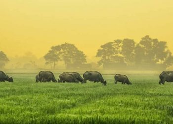 Tản mạn cuối năm