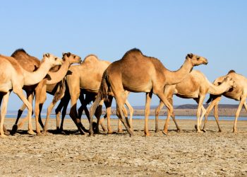 Đất nước Djibouti nhỏ bé nhưng khó quên-0