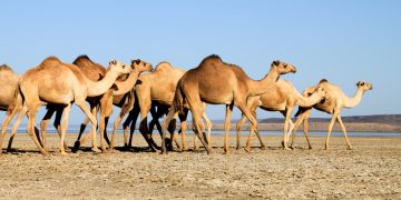 Đất nước Djibouti nhỏ bé nhưng khó quên-0