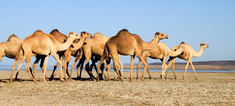 Đất nước Djibouti nhỏ bé nhưng khó quên-0