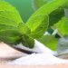 Chất tạo ngọt nhân tạo Truvia và Stevia 1