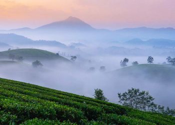 Đồi chè Long Cốc