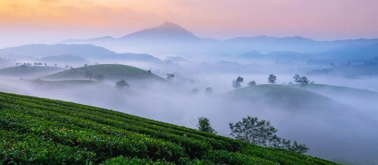 Đồi chè Long Cốc