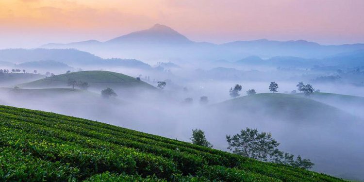 Đồi chè Long Cốc