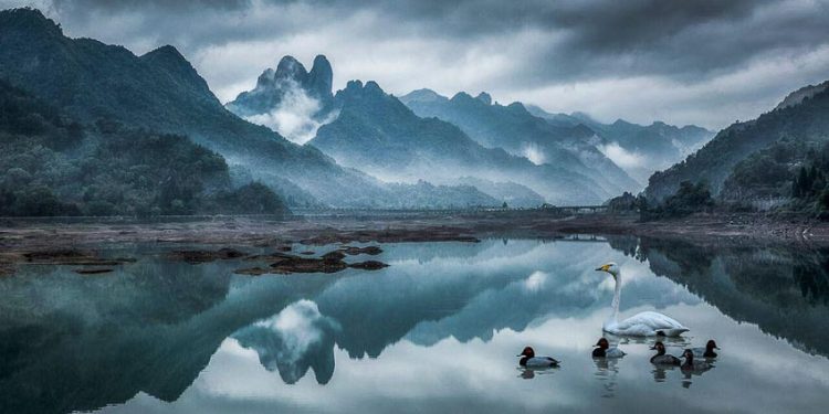 Thiên nga bơi trên mặt hồ yên bình ở Trung Quốc