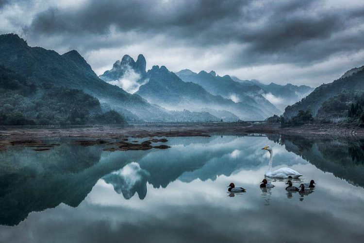 Thiên nga bơi trên mặt hồ yên bình ở Trung Quốc