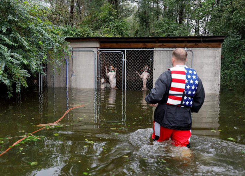 Tình nguyện viên giải cứu những con chó hoảng loạn trong chuồng bị chủ bỏ lại khi chạy lụt sau bão Florence ở Leland, North Carolina, hôm 16/9.