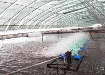 Muốn ứng dụng công nghệ cao vào nông nghiệp phát triển thì phải có được thị trường tiêu thụ. Trong ảnh là mô hình ứng dụng nuôi tôm công nghệ cao tại Bạc Liêu