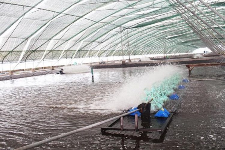 Muốn ứng dụng công nghệ cao vào nông nghiệp phát triển thì phải có được thị trường tiêu thụ. Trong ảnh là mô hình ứng dụng nuôi tôm công nghệ cao tại Bạc Liêu