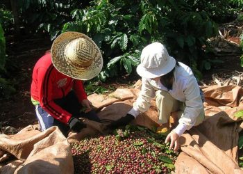 Xuất khẩu cà phê chế biến tăng nhanh