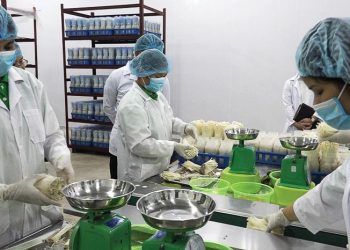 Nấm cao cấp: Thị trường hấp dẫn - Cần nhiều chất xám