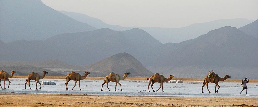 Đoàn lạc đà chở muối ra khỏi vùng hồ Assal