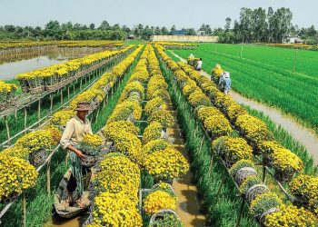 Sa Đéc - rước xuân sớm trên sông nước miền Tây