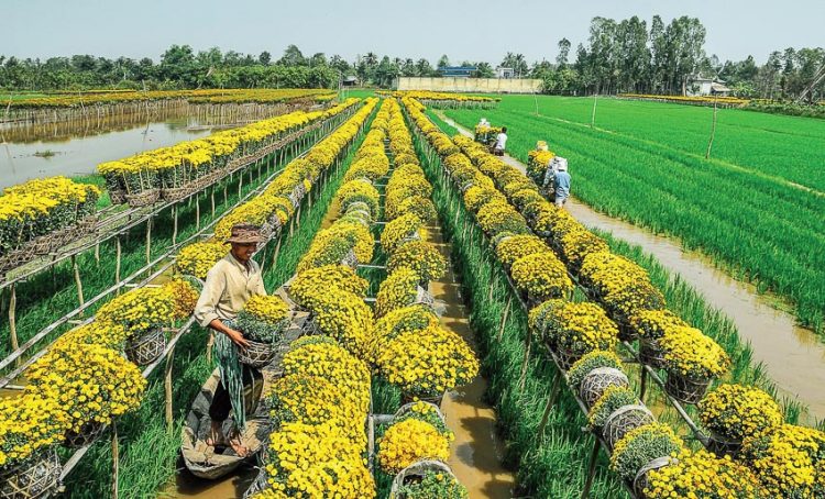 Sa Đéc - rước xuân sớm trên sông nước miền Tây