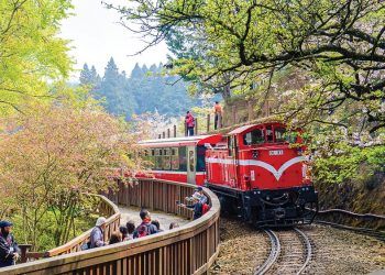 Đón xuân trong mùa hoa anh đào xứ Đài