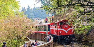 Đón xuân trong mùa hoa anh đào xứ Đài