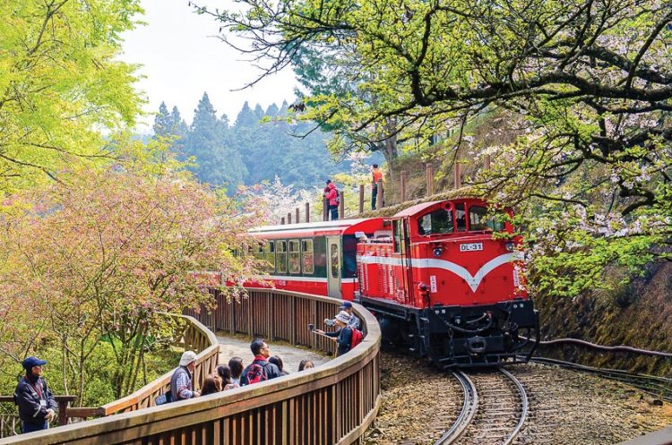 Đón xuân trong mùa hoa anh đào xứ Đài