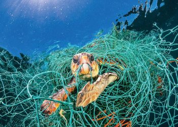 Chất thải nhựa góp phần tiêu diệt sinh vật biển