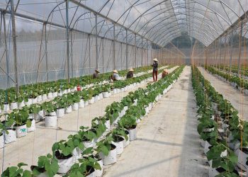 Lạc quan kinh tế Việt Nam 2019?