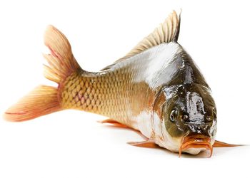 Những loại cá tốt cho sức khỏe bạn nên ăn - 02