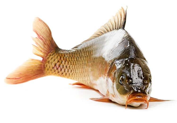 Những loại cá tốt cho sức khỏe bạn nên ăn - 02