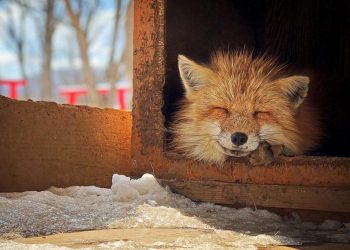 “Smiling Fox” – Tác giả: Erica Wu / Chụp bằng iPhone X