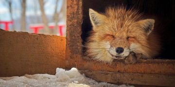 “Smiling Fox” – Tác giả: Erica Wu / Chụp bằng iPhone X