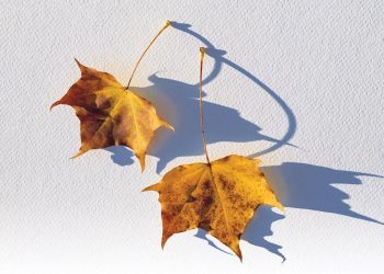 Gió heo may đã về