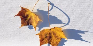 Gió heo may đã về