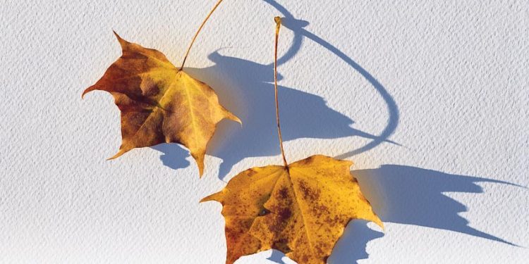 Gió heo may đã về