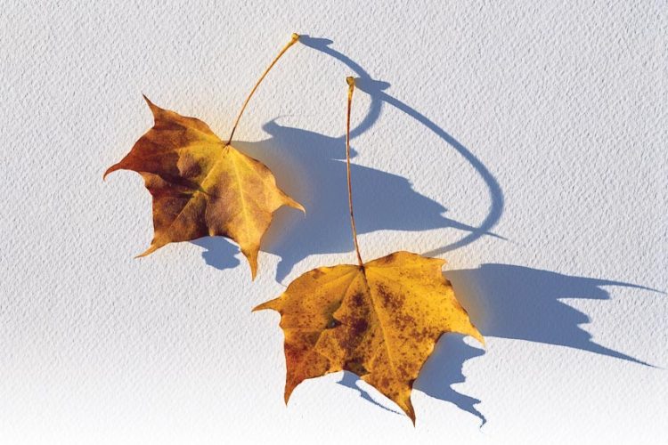 Gió heo may đã về