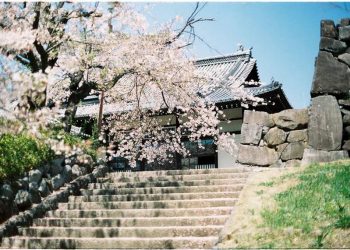 Lịch ngắm hoa anh đào trên khắp Nhật Bản năm 2019 4