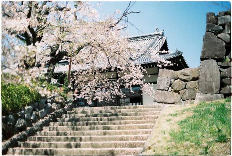 Lịch ngắm hoa anh đào trên khắp Nhật Bản năm 2019 4