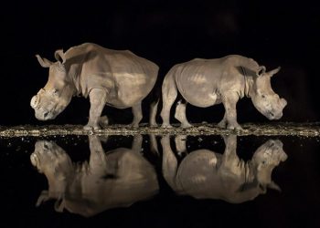 Giải Ba hạng mục Thiên nhiên hoang dã - "A New Look" - Alison Langevad