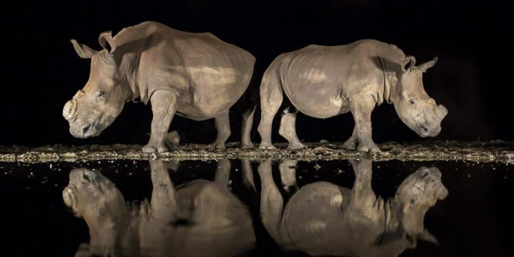 Giải Ba hạng mục Thiên nhiên hoang dã - "A New Look" - Alison Langevad