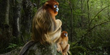 Mãn nhãn với Top 50 bức ảnh tuyệt đẹp của cuộc thi Travel Photographer of The Year 2018 (phần 1)