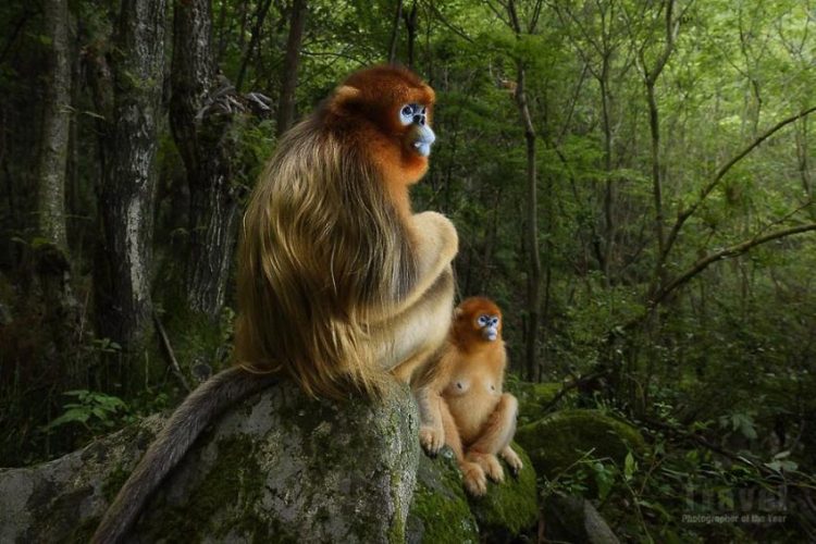 Mãn nhãn với Top 50 bức ảnh tuyệt đẹp của cuộc thi Travel Photographer of The Year 2018 (phần 1)