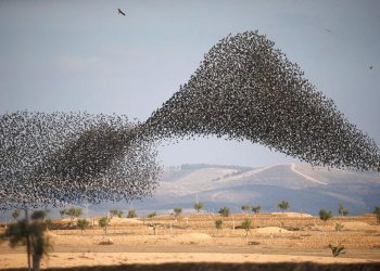 Vũ điệu chim Sáo đá 10