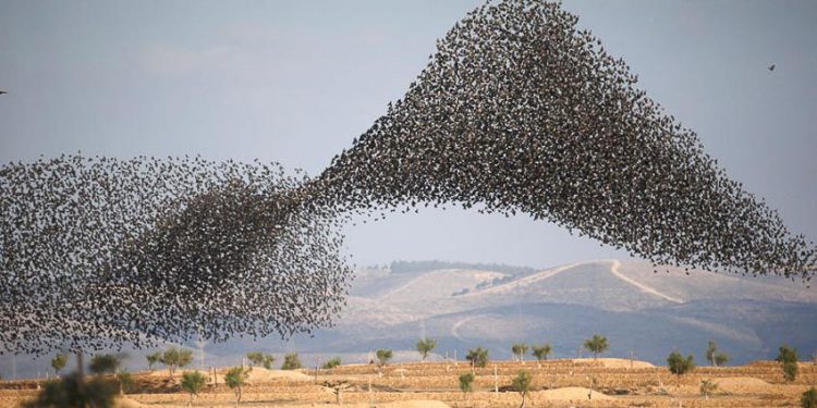 Vũ điệu chim Sáo đá 10