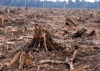 Nhiều nơi trên thế giới, rừng bị trơ trụi