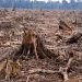 Nhiều nơi trên thế giới, rừng bị trơ trụi