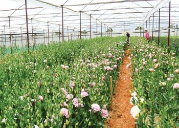 Đà Lạt là một trong những địa phương đi đầu trong việc đưa các giống hoa mới ra thị trường