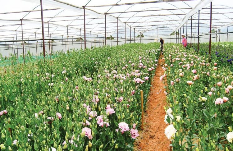 Đà Lạt là một trong những địa phương đi đầu trong việc đưa các giống hoa mới ra thị trường