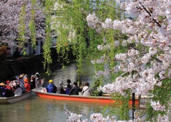 Hoa nở trong công viên Uminonakamichi