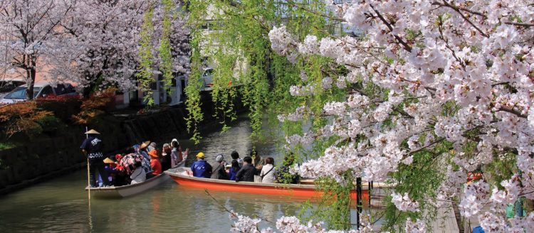 Hoa nở trong công viên Uminonakamichi