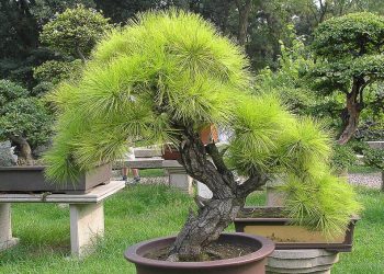 Bonsai – mang vẻ đẹp thiên nhiên vào nhà