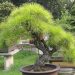 Bonsai – mang vẻ đẹp thiên nhiên vào nhà