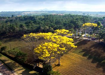 Phượng vàng khoe sắc khắp phố núi Bảo Lộc 9