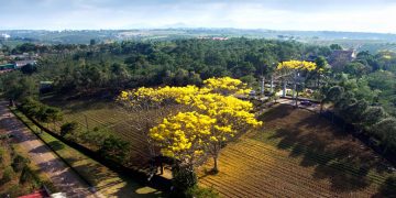 Phượng vàng khoe sắc khắp phố núi Bảo Lộc 9