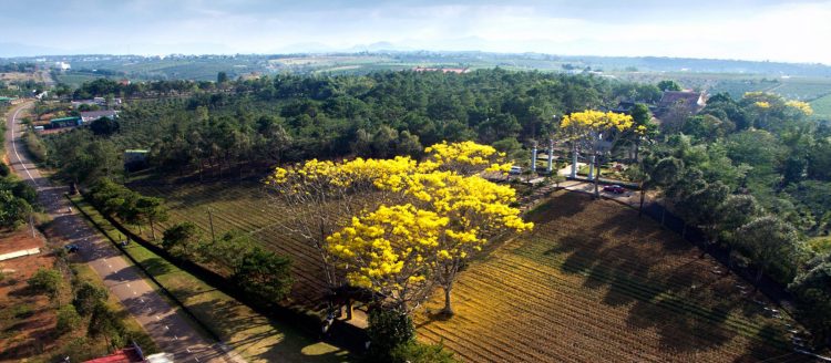 Phượng vàng khoe sắc khắp phố núi Bảo Lộc 9